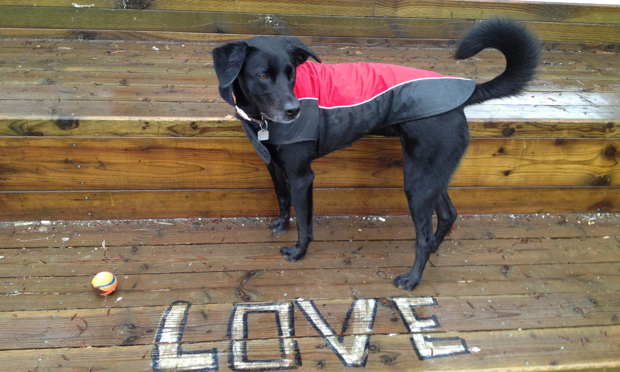 Luna on Chairs - Love